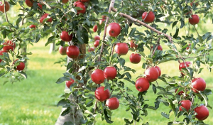Goyette's North Canyon Ranch, Apple Hill Farms