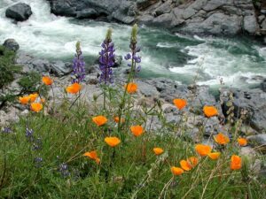 Raging river backfrop with poppies, lupine, and lace pod