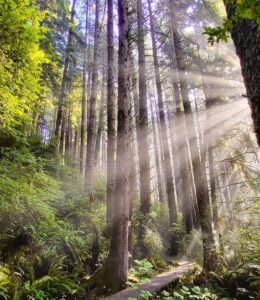Sun shining through the redwoods