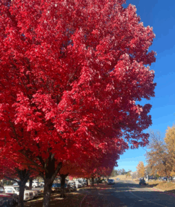 image of large tree with red leaves on El Dorado trail